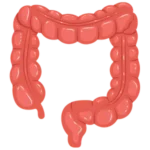 colon