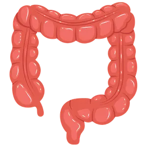 colon