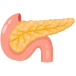 páncreas