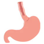 tracto gastrointestinal