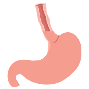 tracto gastrointestinal